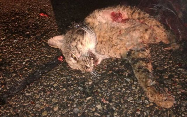 Lince atropellado en mayo de 2021 en Toledo  / Foto: Ecologistas en Acción 