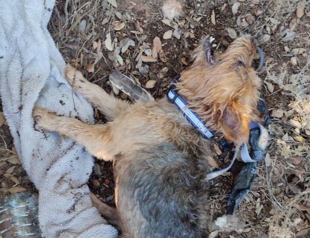 Rescatan a dos perros a punto de morir asfixiados en un coche