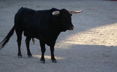 Un varón recibe varias cornadas tras una cogida en las fiestas de Escariche