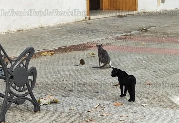 Un vecino de Talavera: 'Las ratas campan a sus anchas y entran en las casas'