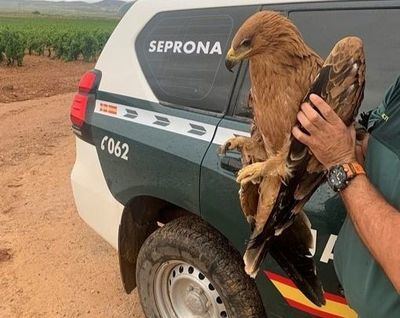 Rescatan a dos águilas en peligro de extinción