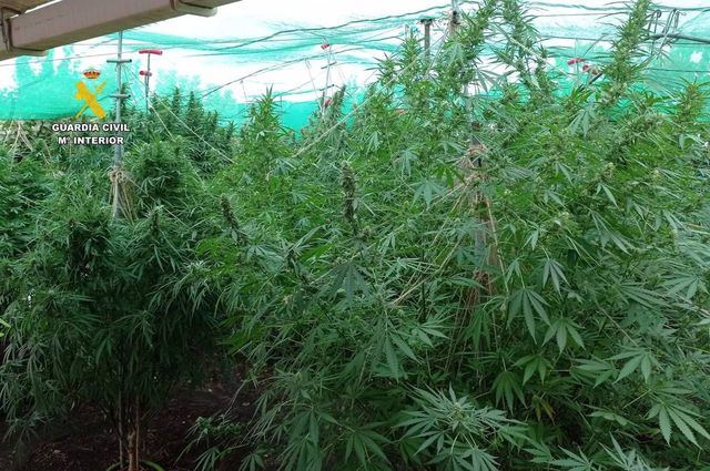 Dos detenidos y desmantelado un cultivo de cannabis en Tarazona de la Mancha (Albacete) con 169 plantas