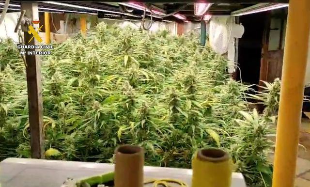 Detenidos por cultivar 800 plantas de marihuana y defraudar unos 60.000 euros