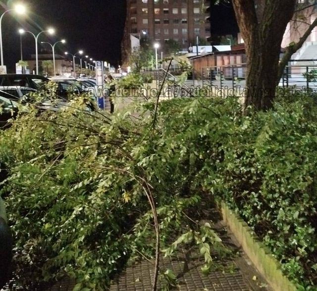 Caos en Talavera por la caída de árboles: uno, dos, tres...