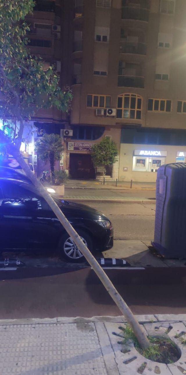 Árbol caído en Avenida Pío XII de Talavera 