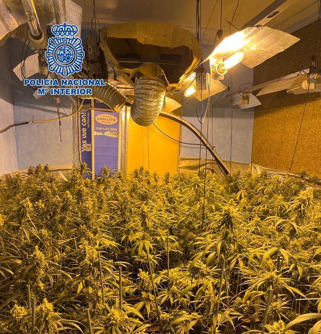 Desmantelan un cultivo de marihuana oculto en una vivienda de Cabañas de la Sagra