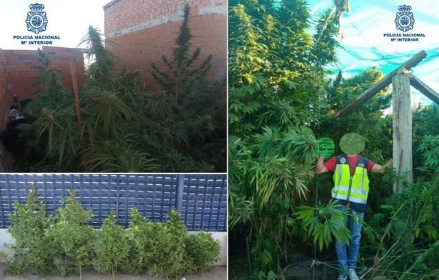 La Policía Nacional desmantela dos plantaciones de marihuana en la provincia de Ciudad Real