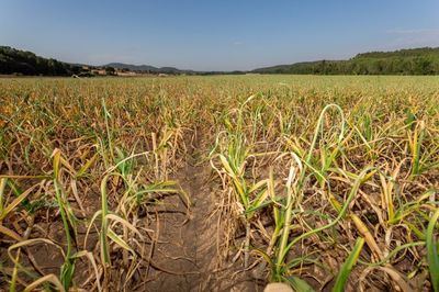 Más de 67.000 agricultores y ganaderos recibirán 124 millones de los ecorregímenes de la PAC