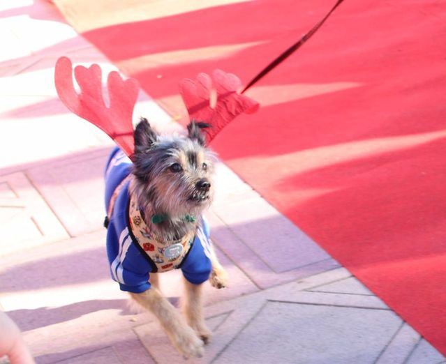 La preciosa iniciativa de un albergue de animales abandonados en CLM