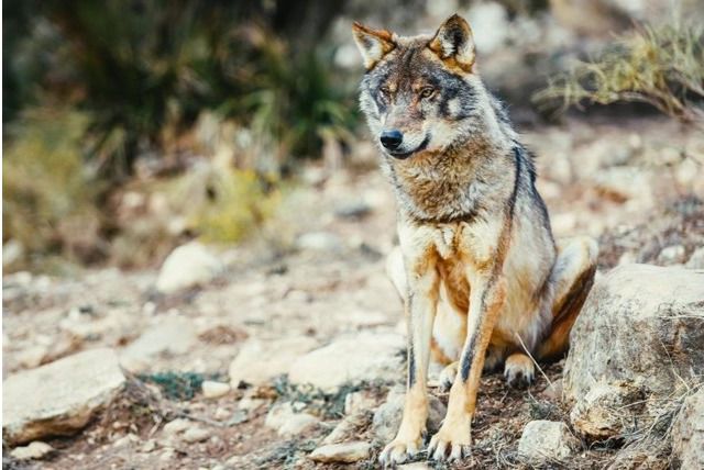 Ejemplar de Lobo Ibérico - WWF