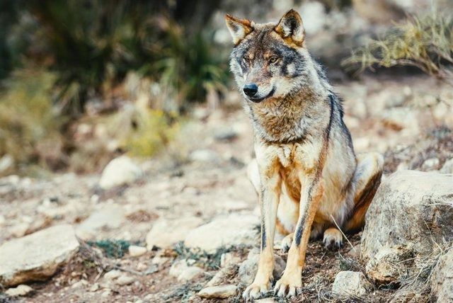 Ejemplar de Lobo Ibérico - WWF