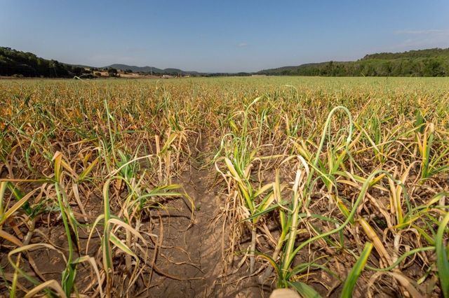 Estos son los requisitos para acceder a las ayudas en el relevo generacional agrario