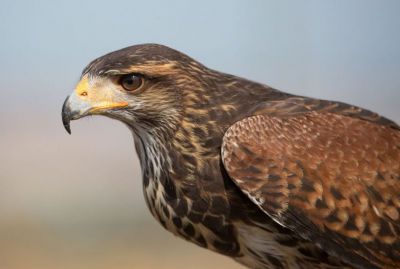 Un municipio de Toledo 'ficha' un águila Harris para controlar su población de palomas