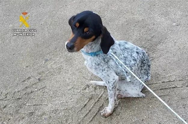 Investigado un hombre por abandonar a un perro junto a unos contenedores en Jarandilla de la Vera