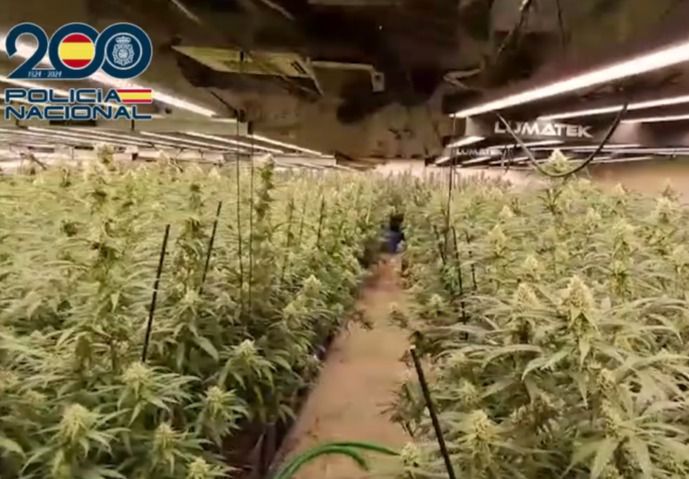 En un pueblo de Toledo: más de 2.100 plantas de marihuana y un laboratorio de cocaína