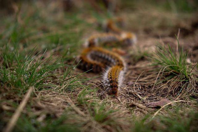 CUIDADO: La plaga de oruga procesionaria se adelanta y llega en pleno invierno