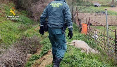 La granja de los horrores: multitud de animales muertos por falta de agua, comida y cuidados