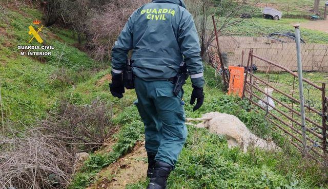 Animal muerto en una explotación ganadera de Uceda por falta de cuidado