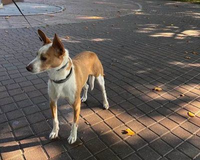 Buscan a este perro perdido en Talavera