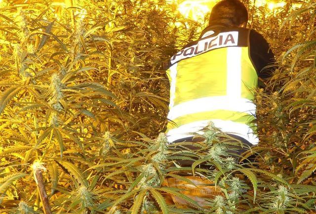 Policía Nacional en una pantación de marihuana desmantelada / Imagen de recurso