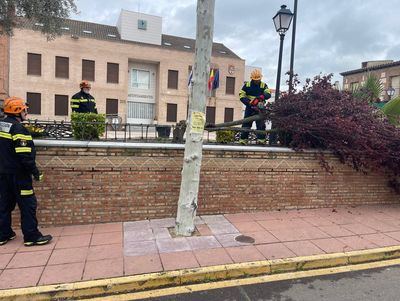 Susto en El Casar de Escalona al caer un árbol junto al Ayuntamiento