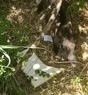 Un jabalí merodea en las inmediaciones del Puente de Hierro de Talavera