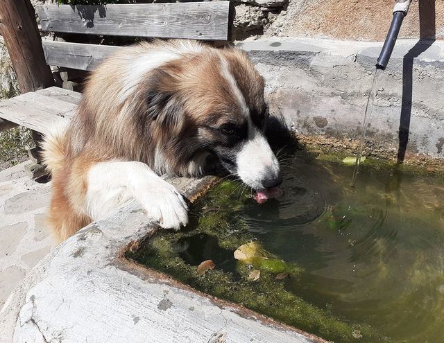 Un perro bebiendo agua 