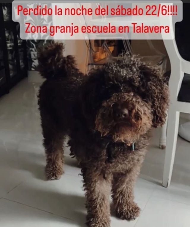 ¿Has visto a este perro? Ha desaparecido en Talavera de la Reina