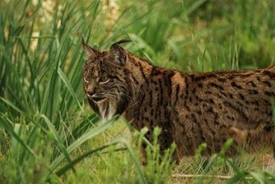 Un lince ibérico muere atropellado y el conductor se da a la fuga