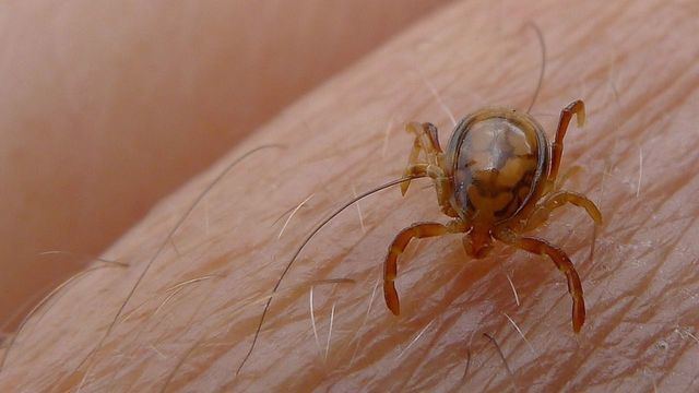 Emergencia sanitaria: Talavera lanza una campaña de prevención frente a las garrapatas