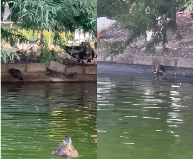 Tras en el estanque de los Jardines del Prado de Talavera /Capturas de imagen de vídeo a 