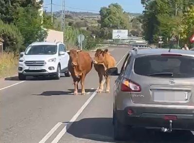 La imagen del día: dos vacas campan a sus anchas por la carretera de Cervera