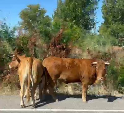 Retiran de la vía a las dos vacas que caminaban en medio de la carretera de Cervera