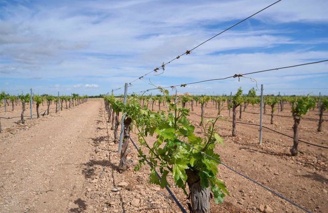 Más de 85.000 agricultores y ganaderos de CLM recibirán 17,5 millones de la PAC