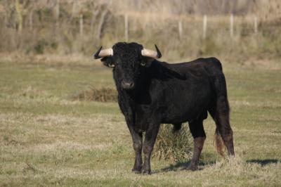 Un hombre herido por una cornada de toro durante una capea en un pueblo de CLM