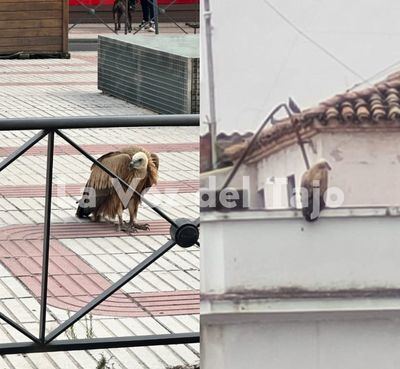 Un buitre leonado sorprende a los talaveranos en pleno centro urbano