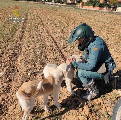 Detenido por 'apalear hasta la muerte' a un perro en un pueblo de CLM