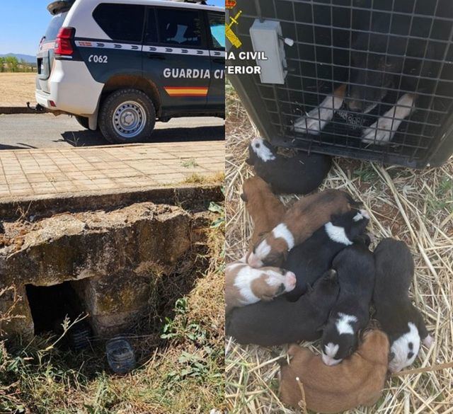 Rescatan a una perra y sus nueve cachorros de morir ahogados en una arqueta en Alcubillas