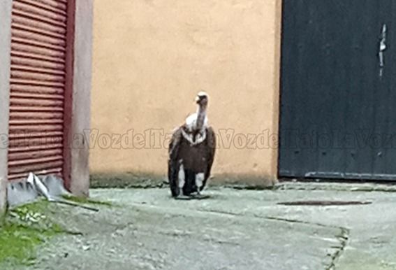 VÍDEO | Rescatan a un buitre en pleno centro de Puente del Arzobispo