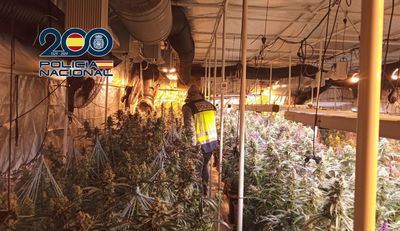 Desmantelan un Imperio del Cannabis en Toledo