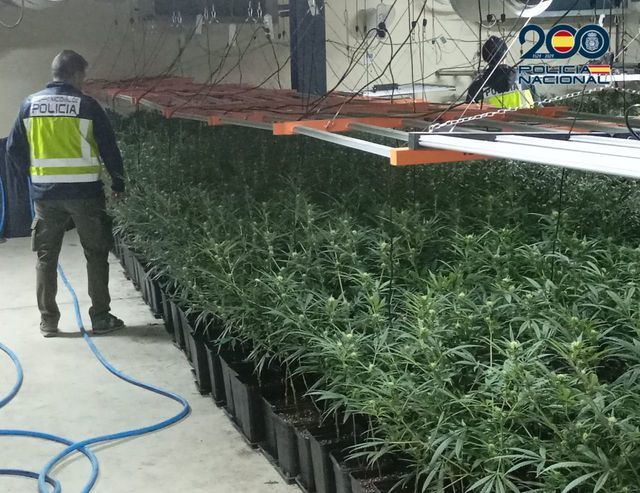 Sorpresa en Talavera: Encuentran 1.342 plantas de cannabis en una nave industrial