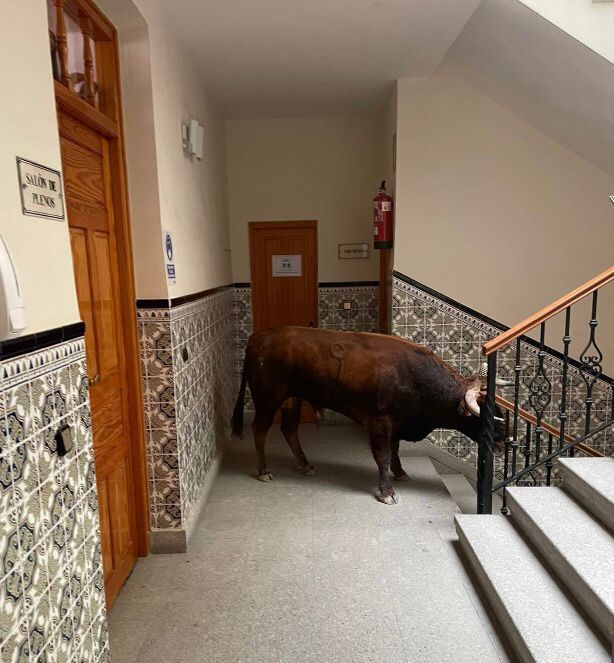 Susto en Candeleda: un toro se cuela en el Ayuntamiento