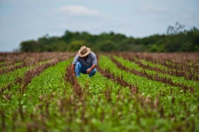 TRABAJO | CLM crea una bolsa de empleo para cubrir las campañas agrícolas