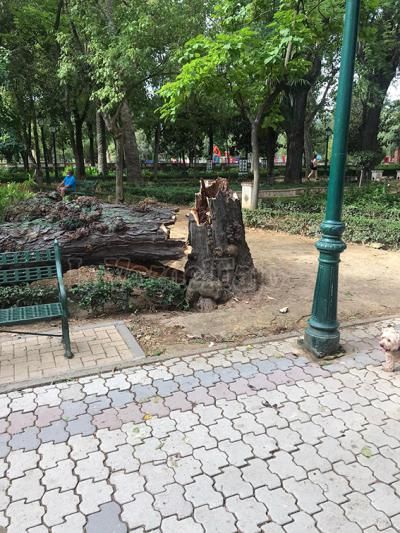 PUDO SER UNA DESGRACIA | Un árbol de grandes dimensiones cae en medio de talaverano Parque de El Prado