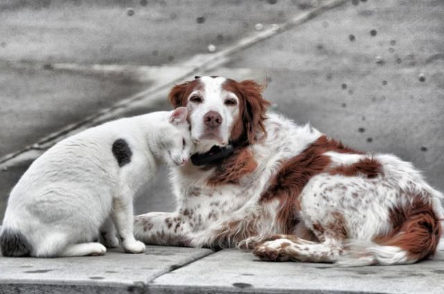 Los veterinarios alertan: 138.000 perros y gatos fueron abandonados en España en 2018