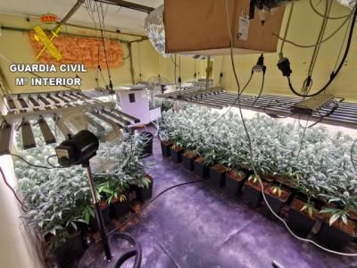 Desmantelan una plantación de marihuana de alto rendimiento con 385 plantas