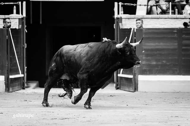 Descubre las ganaderías que estarán en el Certamen de Novilladas Alfarero de Oro