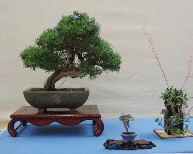 Un bonsai.