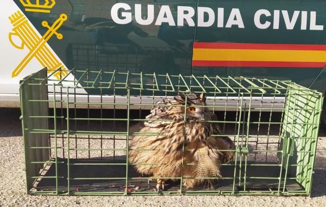 Rescatan a un búho real que había impactado contra un tendido eléctrico