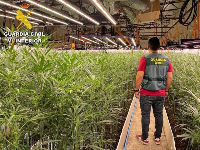 Desmantelan dos cultivos con más de 6.000 plantas de marihuana